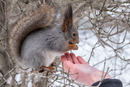 Squirrel in the winter eating nuts from a man's hand. Caring for animals in winter or autumn. Eurasian red squirrel, Sciurus vulgarisの写真素材