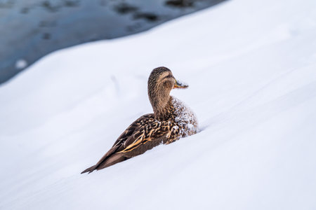 Female duck sits on the white snow. Mallard, lat. Anas platyrhynchos.の写真素材
