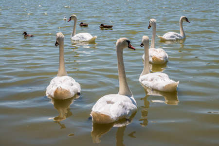 A large flock of graceful white swans swims in the lake., Swans in the wild. The mute swan, latin name Cygnus olor.の写真素材