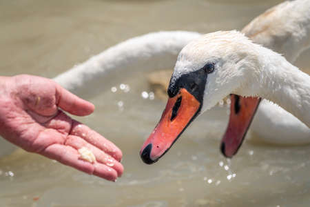 Girl feeding a mute swan in a lake from hand. Mute swan near the lake shore. Birds are not afraid of peopleの写真素材