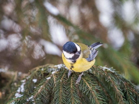 Cute bird Great tit, songbird sitting on the fir branch with snow in winter. Parus major