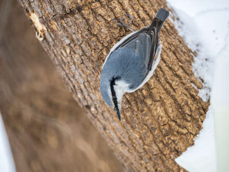 Eurasian nuthatch or wood nuthatch, lat. Sitta europaea, sitting on a tree trunk with snow in winter. Orange colored small bird with a black eyestripe.の写真素材