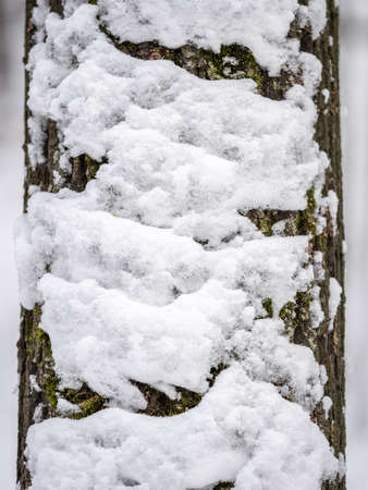A tree trunk with snow in winter. The trunk of a larch tree covered with snow. Nature in winter. Trees in winter.の写真素材