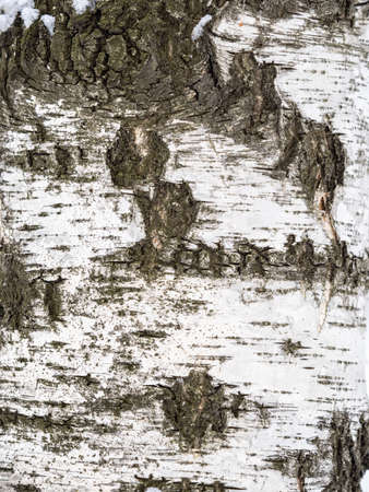 Birch bark texture. The texture of the birch bark. Birch bark background. Birch tree trunk, Betula pendula.の写真素材