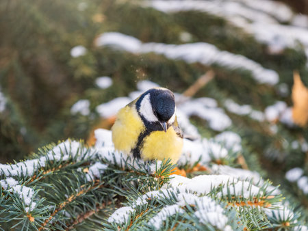 Cute bird Great tit, songbird sitting on the fir branch with snow in winter. Parus majorの写真素材