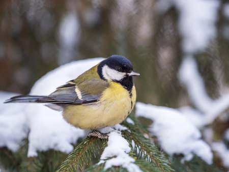 Cute bird Great tit, songbird sitting on the fir branch with snow in winter. Parus major