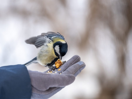 A tit sits on a man's hand and eats seeds. Taking care of birds in winter.