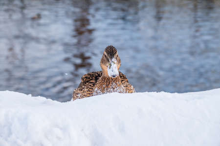 Female duck sits on the white snow. Mallard, lat. Anas platyrhynchos.の写真素材