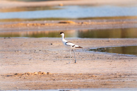 The pied avocet, Recurvirostra avosetta, is a large black and white wader with long, upturned beak and long, bluish legsの写真素材