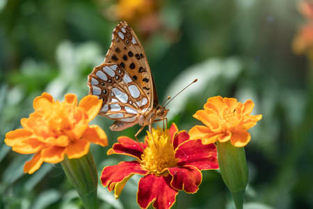 A butterfly, a queen of Spain fritillary, lat. Issoria lathonia, sitting on a red and yellow flower and drinks nectar with its proboscis. Background with beautiful butterfly collects nectaron a flowerの写真素材