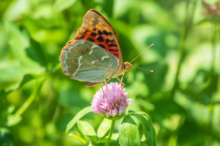 The dark green fritillary butterfly collects nectar on flower. Speyeria aglaja, previously known as Argynnis aglaja is a species of butterfly in the family Nymphalidae.の写真素材