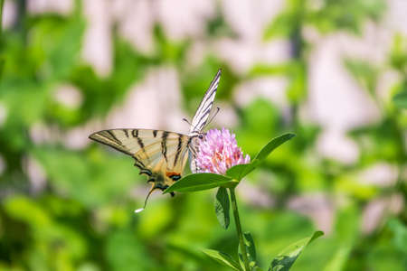 Beautiful Butterfly Scarce Swallowtail, Sail Swallowtail, Pear-tree Swallowtail, Podalirius. Butterfly sailboats family Papilionidae. Latin Iphiclides podaliriu. Butterfly collects nectar on flowerの写真素材