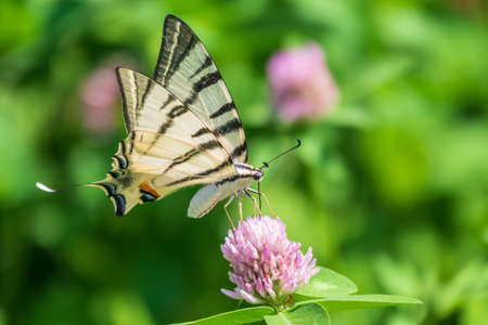 Beautiful Butterfly Scarce Swallowtail, Sail Swallowtail, Pear-tree Swallowtail, Podalirius. Butterfly sailboats family Papilionidae. Latin Iphiclides podaliriu. Butterfly collects nectar on flowerの写真素材
