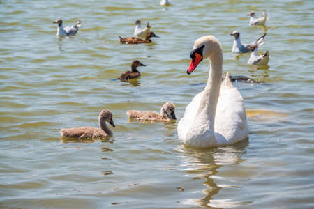 A female mute swan, Cygnus olor, swimming on a lake with its new born baby cygnets. White swan and its chicks. Mute swan protects its small offspring. Gray, fluffy new born baby cygnets.の写真素材