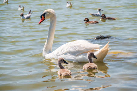 A female mute swan, Cygnus olor, swimming on a lake with its new born baby cygnets. White swan and its chicks. Mute swan protects its small offspring. Gray, fluffy new born baby cygnets.の写真素材