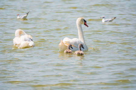 A pair of mute swans, Cygnus olor, swimming on a lake with its new born baby cygnets. White swans and its chicks. Mute swan protects its small offspring. Gray, fluffy new born baby cygnets.の写真素材