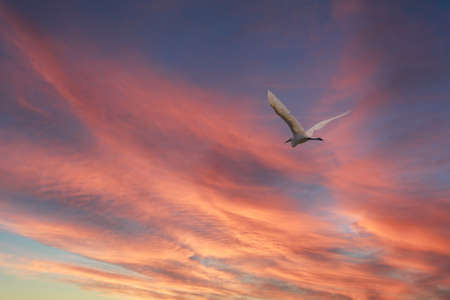 The flight of the little egret in beautiful sunset sky over water. A heron flies over a city pond during an orange-pink sunset. Small White Heron, lat. Egretta garzettaの写真素材
