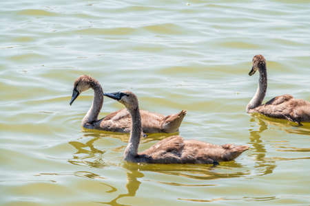 Beautiful baby cygnet mute swan fluffy gray and white chicks. Springtime new born wild swans birds in pond. Young swans swmming in a lake. The beautiful fluffy, soft and gray cygnets look adorable.の写真素材