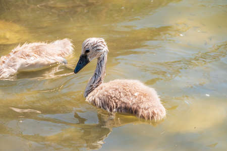Beautiful baby cygnet mute swan fluffy gray and white chicks. Springtime new born wild swans birds in pond. Young swans swmming in a lake. The beautiful fluffy, soft and gray cygnets look adorable.の写真素材