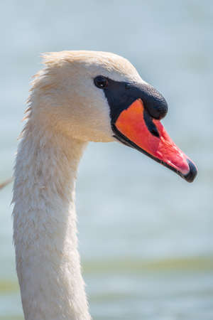 Portrait of a graceful white swan with long neck on blue water background. The mute swan, Cygnus olorの写真素材