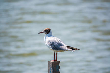 One seagull sits on a old sea pier. The common tern, Sterna hirundoの写真素材