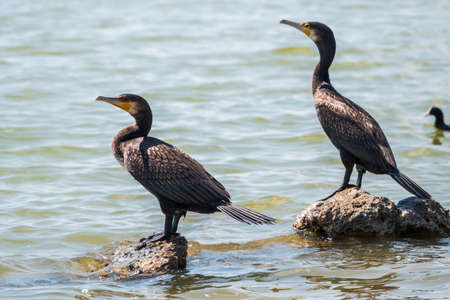 Two Great cormorants, Phalacrocorax carbo, standing on a stone on the sea shore. The great cormorant, Phalacrocorax carbo, known as the great black cormorant, or the black shag.の写真素材