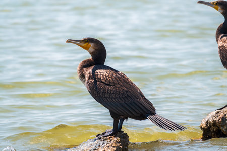 Great cormorant, Phalacrocorax carbo, standing on a stone on the sea shore. The great cormorant, Phalacrocorax carbo, known as the great black cormorant, or the black shag.の写真素材