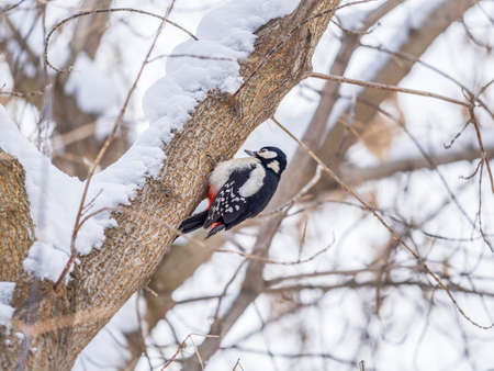 Little woodpecker sits on a tree trunk. A woodpecker obtains food on a large tree with snow in winter The great spotted woodpecker, Dendrocopos majorの写真素材