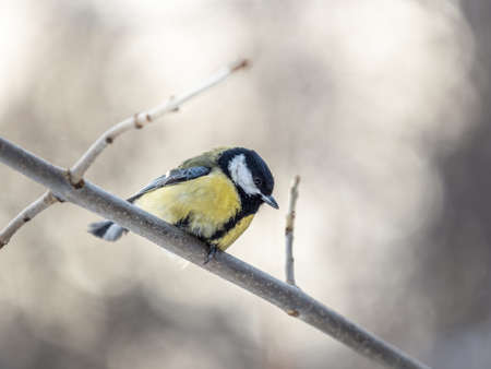 Cute bird Great tit, songbird sitting on a branch without leaves in the autumn or winter. Parus majorの写真素材