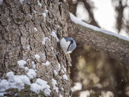 Eurasian nuthatch or wood nuthatch, lat. Sitta europaea, sitting on a tree trunk with snow in winter. Orange colored small bird with a black eyestripe.の写真素材
