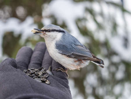 The Eurasian nuthatch eats seeds from a man's hand. Hungry bird wood nuthatch eating seeds from a hand during winter or autumn. Caring for animals in winter or autumn.の写真素材