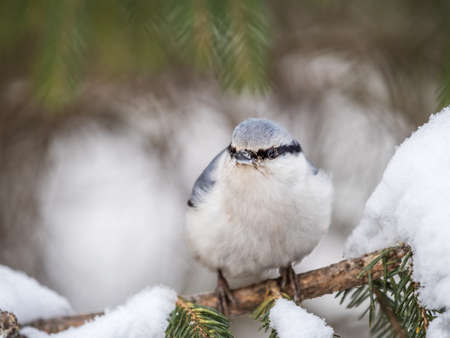 Eurasian nuthatch or wood nuthatch, lat. Sitta europaea, sitting on the fir branch with snow in winter forest. Gray and Orange colored small bird with a black eyestripe.の写真素材