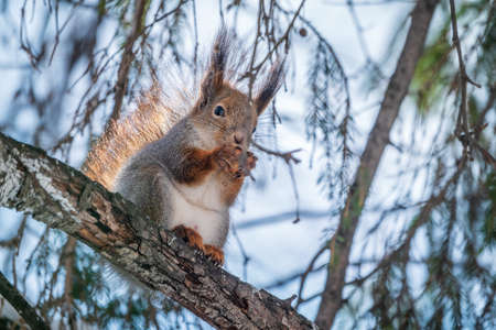 The squirrel with nut sits on tree in the winter or late autumn. Eurasian red squirrel, Sciurus vulgaris.の写真素材