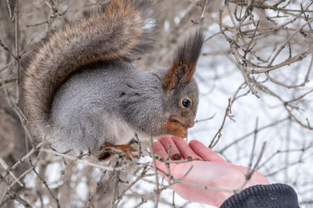 Squirrel in the winter eating nuts from a man's hand. Caring for animals in winter or autumn. Eurasian red squirrel, Sciurus vulgarisの写真素材