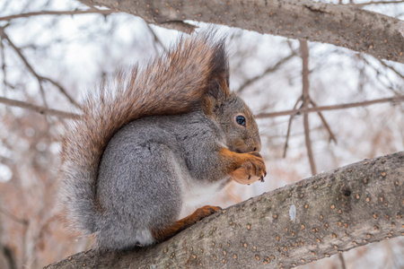 The squirrel with nut sits on tree in the winter or late autumn. Eurasian red squirrel, Sciurus vulgaris.の写真素材