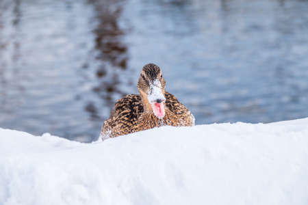 Female duck sits on the white snow. Mallard, lat. Anas platyrhynchos.の写真素材