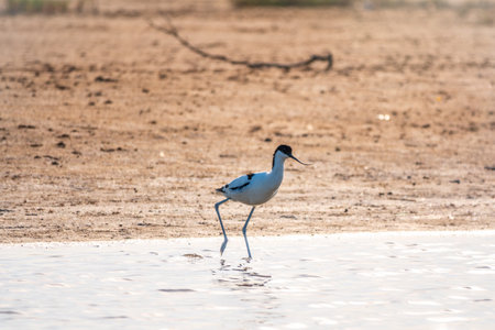 The pied avocet, Recurvirostra avosetta, is a large black and white wader with long, upturned beak and long, bluish legsの写真素材