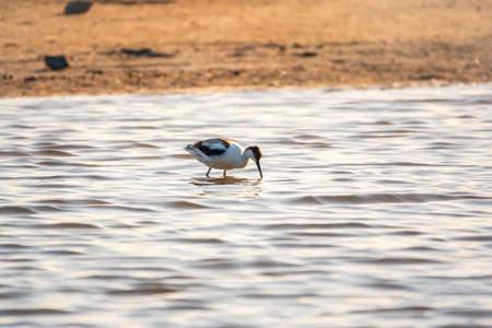 Water bird pied avocet, Recurvirostra avosetta, feeding in the lake. The pied avocet is a large black and white wader with long, upturned beak and long, bluish legsの写真素材