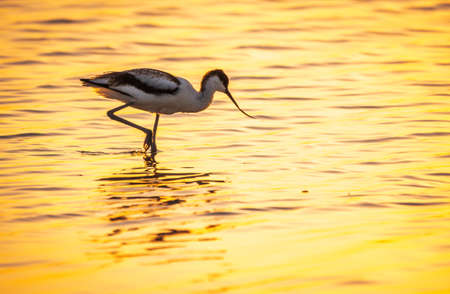 Water bird pied avocet, Recurvirostra avosetta, standing in the water in orange sunset light. The pied avocet is a large black and white wader with long, upturned beak and long, bluish legsの写真素材