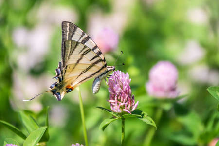 Beautiful Butterfly Scarce Swallowtail, Sail Swallowtail, Pear-tree Swallowtail, Podalirius. Butterfly sailboats family Papilionidae. Latin Iphiclides podaliriu. Butterfly collects nectar on flowerの写真素材