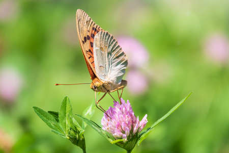 The dark green fritillary butterfly collects nectar on flower. Speyeria aglaja, previously known as Argynnis aglaja is a species of butterfly in the family Nymphalidae.の写真素材