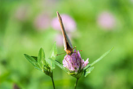 The dark green fritillary butterfly collects nectar on flower. Speyeria aglaja, previously known as Argynnis aglaja is a species of butterfly in the family Nymphalidae.の写真素材