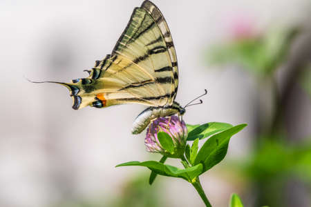 Beautiful Butterfly Scarce Swallowtail, Sail Swallowtail, Pear-tree Swallowtail, Podalirius. Butterfly sailboats family Papilionidae. Latin Iphiclides podaliriu. Butterfly collects nectar on flowerの写真素材
