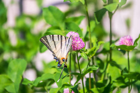 Beautiful Butterfly Scarce Swallowtail, Sail Swallowtail, Pear-tree Swallowtail, Podalirius. Butterfly sailboats family Papilionidae. Latin Iphiclides podaliriu. Butterfly collects nectar on flowerの写真素材