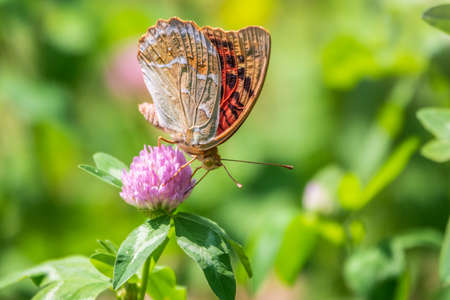 The dark green fritillary butterfly collects nectar on flower. Speyeria aglaja, previously known as Argynnis aglaja is a species of butterfly in the family Nymphalidae.の写真素材