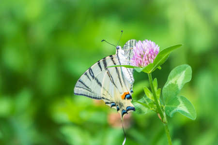 Beautiful Butterfly Scarce Swallowtail, Sail Swallowtail, Pear-tree Swallowtail, Podalirius. Butterfly sailboats family Papilionidae. Latin Iphiclides podaliriu. Butterfly collects nectar on flowerの写真素材