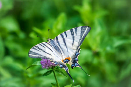 Beautiful Butterfly Scarce Swallowtail, Sail Swallowtail, Pear-tree Swallowtail, Podalirius. Butterfly sailboats family Papilionidae. Latin Iphiclides podaliriu. Butterfly collects nectar on flowerの写真素材