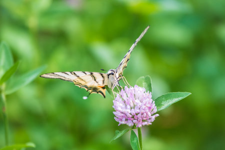 Beautiful Butterfly Scarce Swallowtail, Sail Swallowtail, Pear-tree Swallowtail, Podalirius. Butterfly sailboats family Papilionidae. Latin Iphiclides podaliriu. Butterfly collects nectar on flowerの写真素材