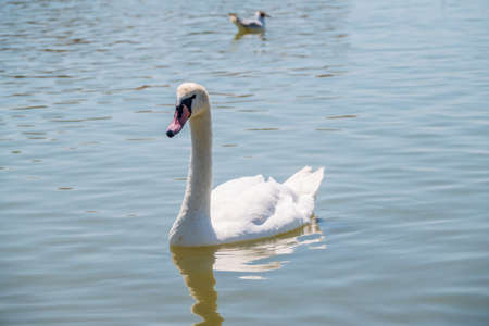 Graceful white Swan swimming in the lake, swans in the wild. Portrait of a white swan swimming on a lake. The mute swan, latin name Cygnus olor.の写真素材