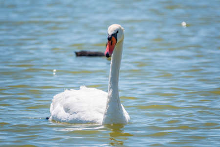 Graceful white Swan swimming in the lake, swans in the wild. Portrait of a white swan swimming on a lake. The mute swan, latin name Cygnus olor.の写真素材